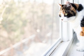 Female cute one calico cat closeup of face standing on windowsill window sill looking staring behind curtains blinds outside