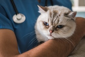 Cropped image of handsome young veterinarian holding a cute cat while standing in office