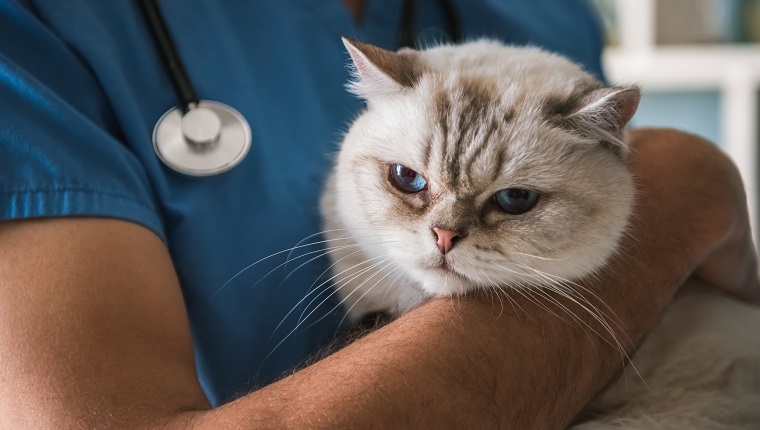 Cropped image of handsome young veterinarian holding a cute cat while standing in office