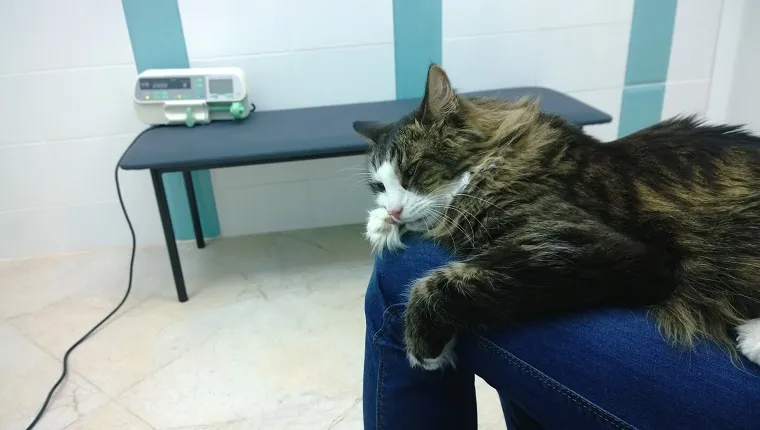 Sick the cat on the lap of the owner in the clinic will receive the necessary treatment with a dropper.