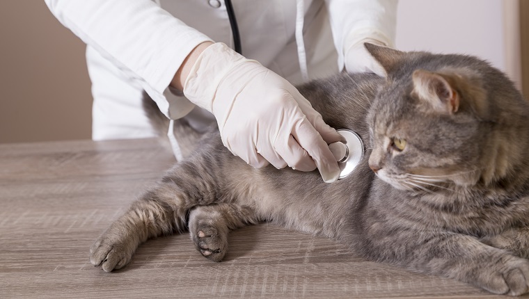 Beautiful tabby cat lying on a table at vet's office being examined with stethoscope. Focus on the stethoscope