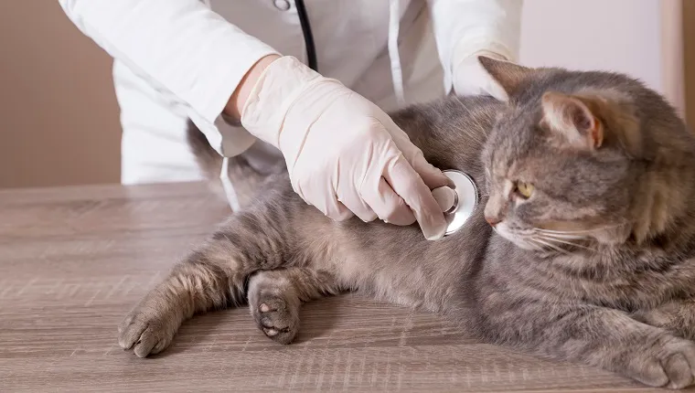 Beautiful tabby cat lying on a table at vet's office being examined with stethoscope. Focus on the stethoscope