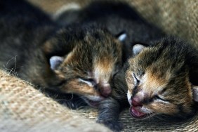 Mumbai, INDIA: Two, less than a week old kittens of jungle cat (lebis Chaus) lie inside the forest department office in Mumbai, 11 June 2007. Three abondoned kittens, found in the jungles of Aarey milk colony, on the outskirts of the city, were later handed over to the forest authorities, likely to be released in the Borivali national park in Mumbai. AFP PHOTO/Pal PILLAI
