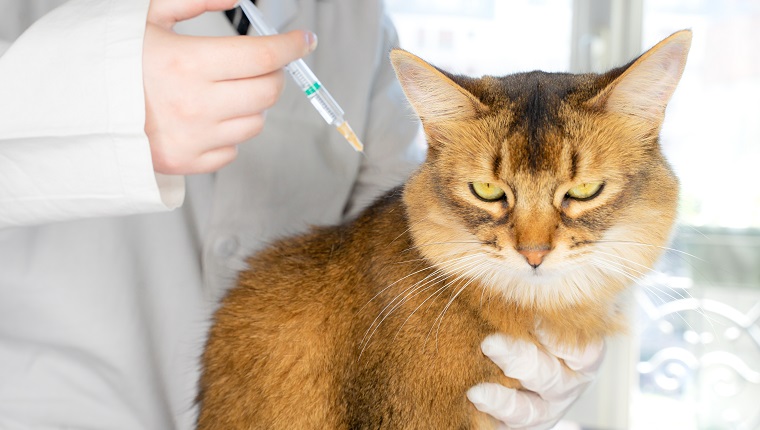 Vet making an injection of vaccine to a purebred abyssinian ginger cat