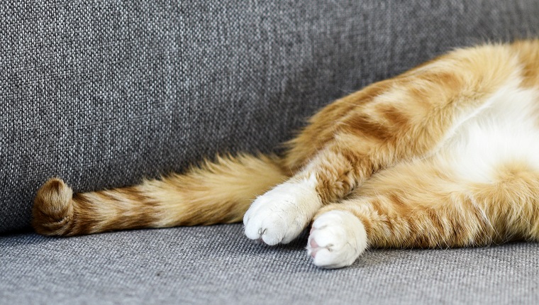 Ginger domestic cat sleeping on the sofa at home.