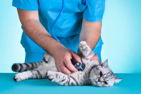 Domestic Cat, Veterinarian, Pets, Patient, Medical Exam