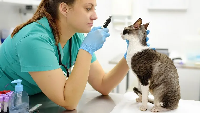 Veterinarian doctor checks eyesight of a cat of the breed Cornish Rex in a veterinary clinic. Health of pet. Care animal. Pet checkup, tests and vaccination in vet office.