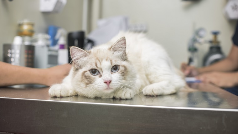 A female cat lies on the operating table while awaiting a checkup or examination by a veterinarian.