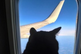 Aviation cat flying in airplane looking out porthole overlooking blue sky wing. Silhouette cat in airplane window.