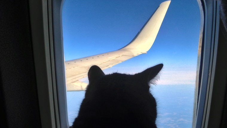Aviation cat flying in airplane looking out porthole overlooking blue sky wing. Silhouette cat in airplane window.