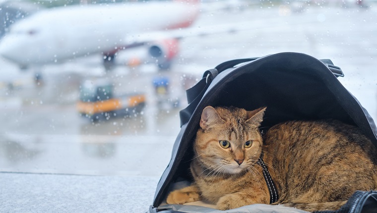 Cute domestic cat sits in a carrier bag on a windowsill in an airport on the background of an airplane.