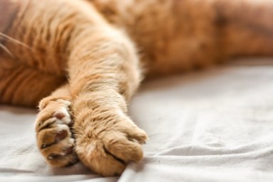 The red cat is lying down. Beautiful paws of a ginger cat