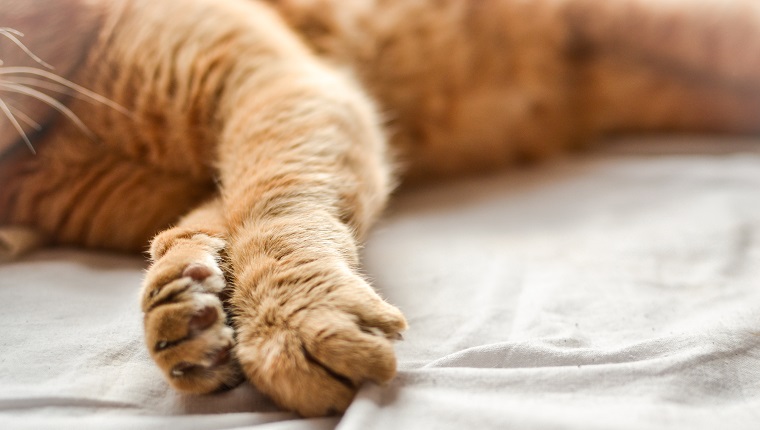 The red cat is lying down. Beautiful paws of a ginger cat