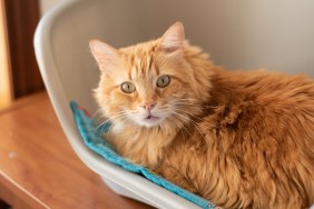Surprised glance of cute ginger cat in pet bed. Available copy space in left side. Beautiful orange fur coat