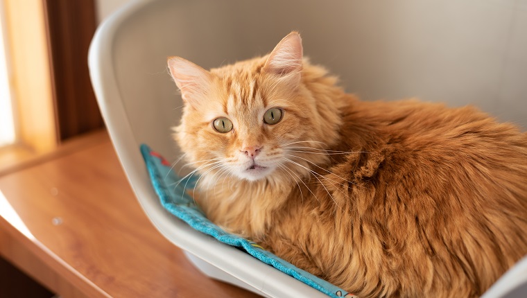 Surprised glance of cute ginger cat in pet bed. Available copy space in left side. Beautiful orange fur coat
