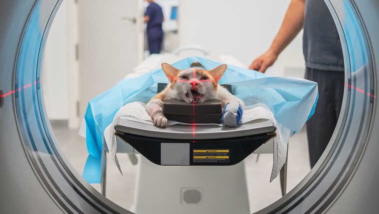 Cat with injured paw lying on table near anonymous veterinarian while being scanned in MRI equipment in veterinary clinic