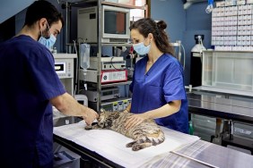 Male doctor and assistant in their 20s wearing scrubs and surgical masks preparing tabby cat lying on its side for surgical procedure.