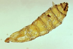 First instar larva of Cuterebra, a genus of botfly. Fly, parasite. Image courtesy CDC/Dr. George Healy, 1973.