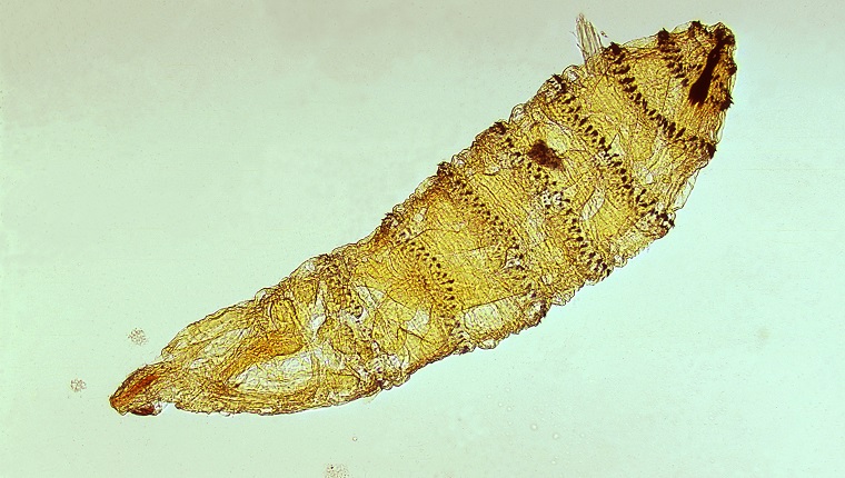 First instar larva of Cuterebra, a genus of botfly. Fly, parasite. Image courtesy CDC/Dr. George Healy, 1973.