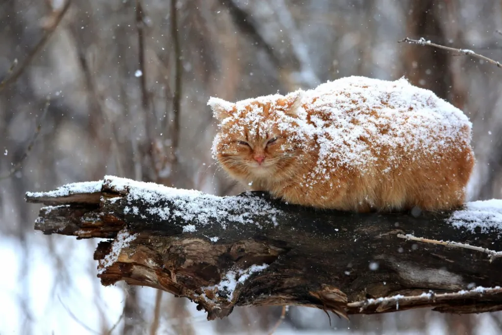 Orange feline  covered successful  snowfall  connected  subdivision  successful  storm, wintertime  dangers for outdoor cats.