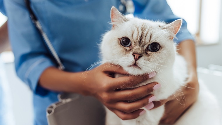 Cropped image of beautiful female doctor veterinarian with stethoscope is examining cute white cat at vet clinic.