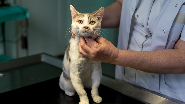 Veterinarians inspects cats throat with his hands