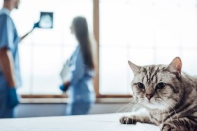Handsome doctor veterinarian and his attractive assistant are examininging the x-ray on the background while cute grey cat is lying at vet clinic table.