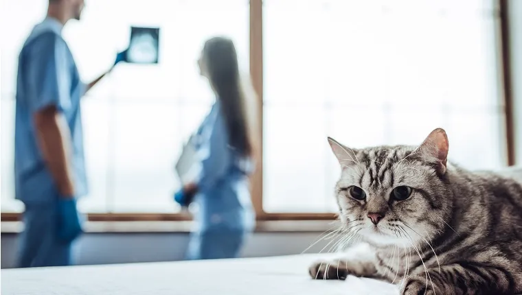 Handsome doctor veterinarian and his attractive assistant are examininging the x-ray on the background while cute grey cat is lying at vet clinic table.