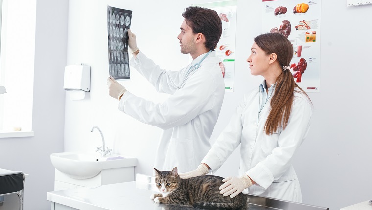 Doctors discuss x-rays of cat pictures. Veterinary clinic concept. Services of a doctor for animals, health and treatment of pets