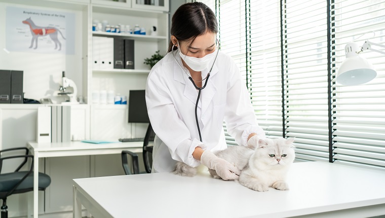 Asian veterinarian examine cat during appointment in veterinary clinic. Professional vet doctor woman stand on examination table with stethoscope work and check on little animal kitten in pet hospital