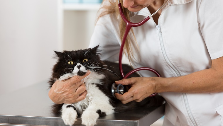 Veterinary performing auscultation a sick kitten in the clinic