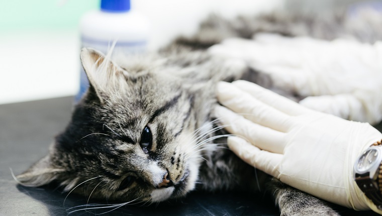 A Veterinary Surgeon examining a cat in a Veterinary Hospital. It is suspected to have been hit by a car. The cat is under anaesthetic.