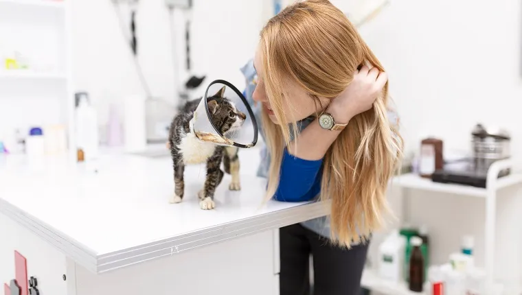 veterinarian doctor looking at injured cat