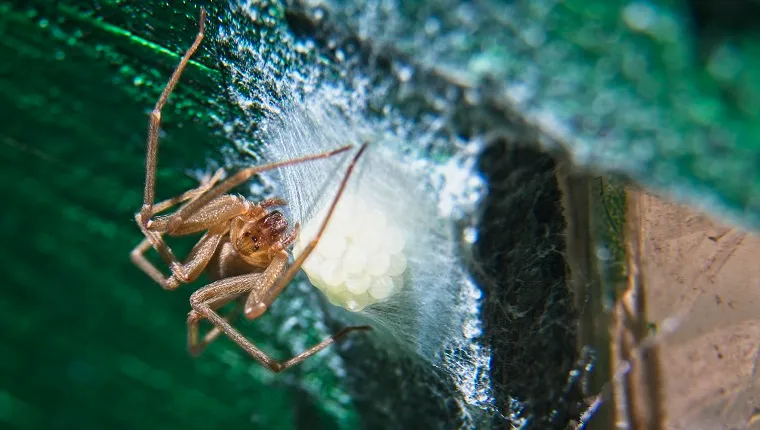 Bermuda Veterinary Services - Brown Recluse Spider Bite Poisoning