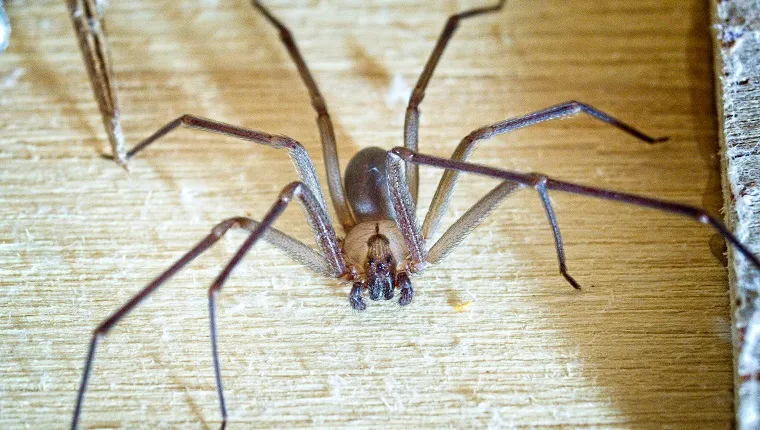 Brown Recluse spider wood in a shop.