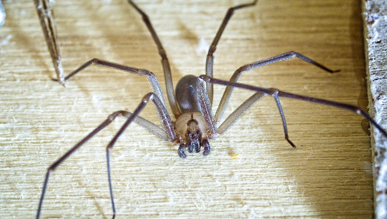 Brown Recluse spider wood in a shop.