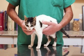 Veterinarian examining kitten, mid section