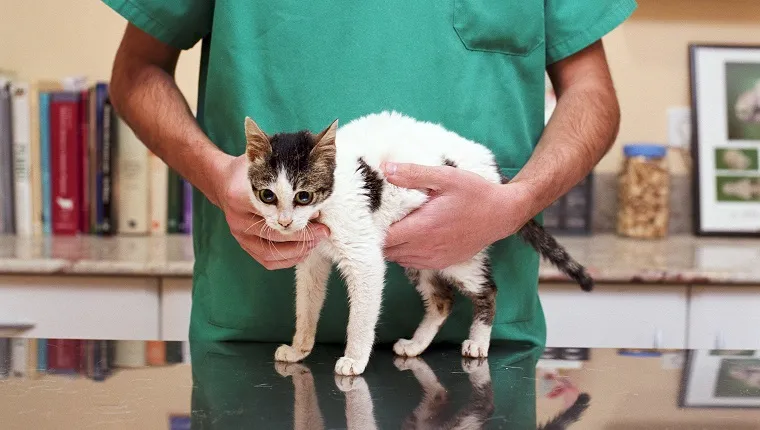 Veterinarian examining kitten, mid section