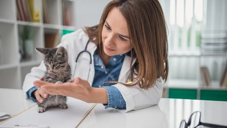 Veterinarian examining a kitten in animal hospital