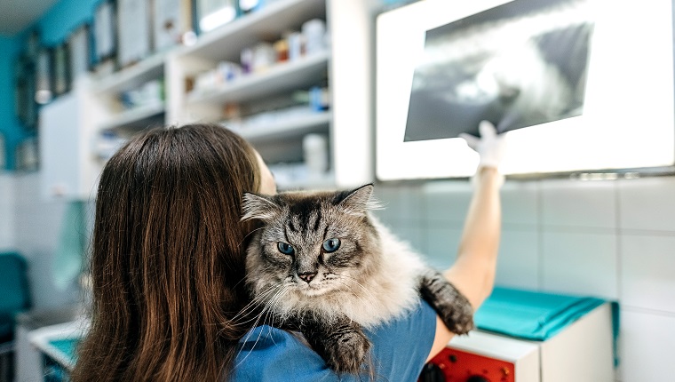 Let's see. Female veterinarian in work uniform is looking at a cat's X-ray and holding a patient with one hand during the examination at the veterinary clinic. Pet care concept. Medicine concept. Animal hospital