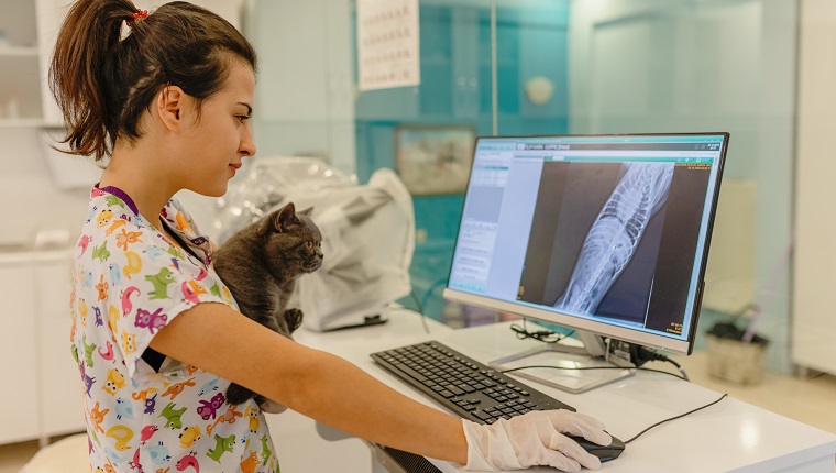 Vets examining X-ray