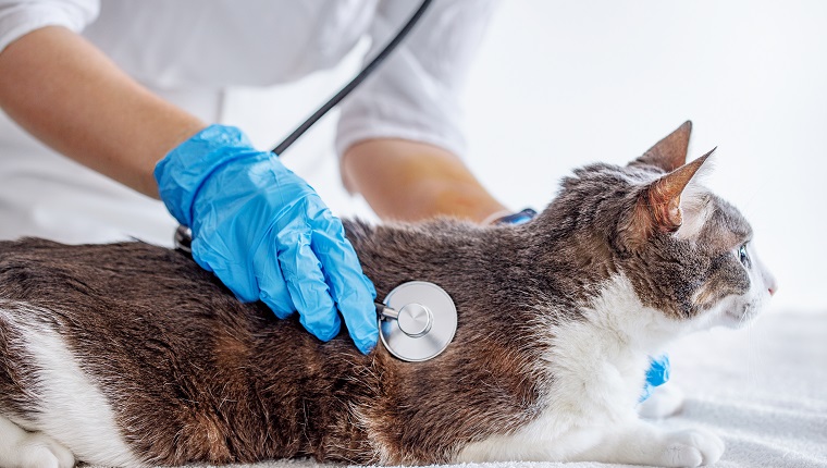 Cat on examination by a doctor. Veterinarian in gloves listening to the cat's breath with stethoscope at vet clinic. Pet Check-Up