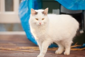 A beautiful white long haired cat walking away from the home made shelter that she spent the night in.