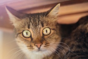 Brown cat with big yellow eyes under table with light.