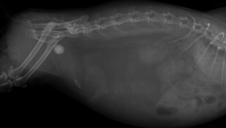 MUNICH, GERMANY - AUGUST 29: x-ray of the abdomen of a cat with urolithiasis on August 29, 2011 in Munich, Germany. 