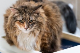 Closeup of sad calico maine coon cat overweight constipated sick trying to go to the bathroom in blue litter box at home looking down