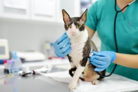 Veterinarian examines a cat of a disabled Cornish Rex breed in a veterinary clinic. The cat has only three paws. Health of pet. Care animal. Pet checkup, tests and vaccination in vet office.