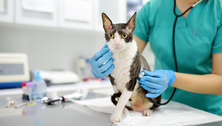 Veterinarian examines a cat of a disabled Cornish Rex breed in a veterinary clinic. The cat has only three paws. Health of pet. Care animal. Pet checkup, tests and vaccination in vet office.