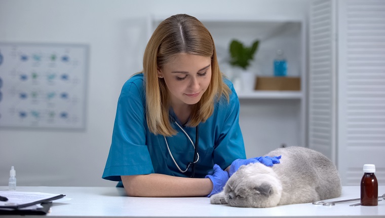 Nurse stroking cat, wellness checkup in veterinary hospital, pet health care