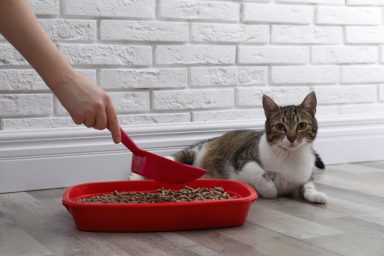 Cat watches woman scooping litter keeping litter box clean
